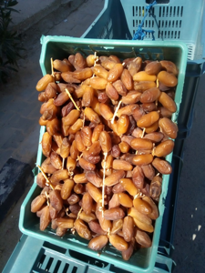 Dattes de Tunisie