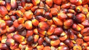 graine de palme