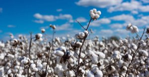 GRAINES DE COTON 