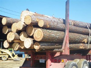 Grumes de bois mou et bois fra