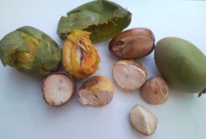 Noix & Beurre de Karité