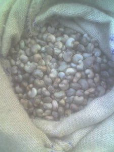 Noix de Cajou
