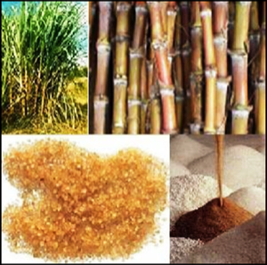 Brazilian refined sugar icumsa Brazilian refined sugar icumsa