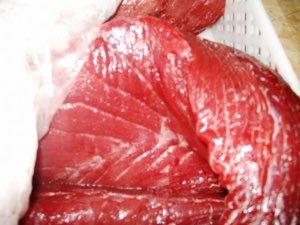 Thon Albacore (Thunnus albacar