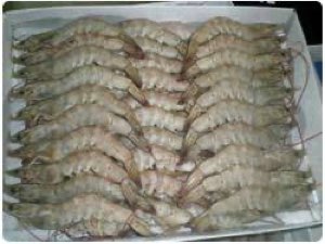 Crevettes et poissons congelés Crevettes et poissons congelés