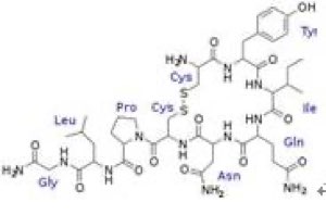 Oxytocine Oxytocine