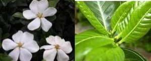 gardenias 