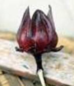 Roselle Roselle
