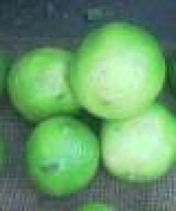 Citron Citron