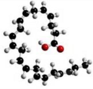 L'acide docosahexaénoïque 