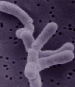 Bifidobacterium