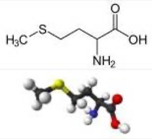 Méthionine Méthionine