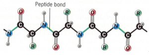 Polypeptide Polypeptide