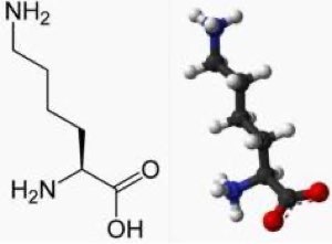 Lysine