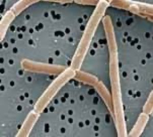 Lactobacillus delbruckii bulga Lactobacillus delbruckii bulga