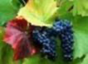 Extrait des pelures des raisin