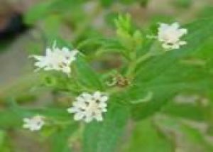 extrait de stevia