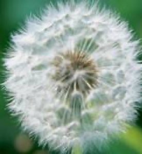Extrait de taraxacum Extrait de taraxacum