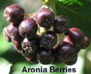 extrait d'aronia