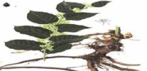 Resveratrol
