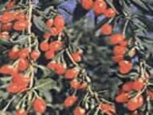 Extrait de Baie de goji