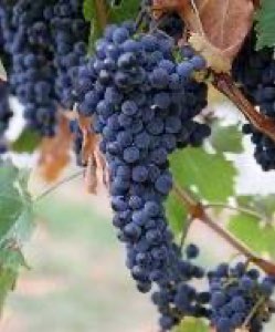 extrait de la pelure du raisin