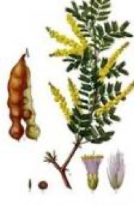 gomme arabique