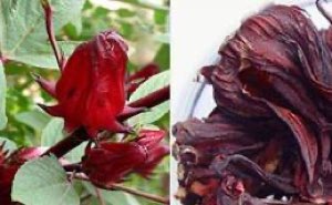 Extrait de poudre roselle 