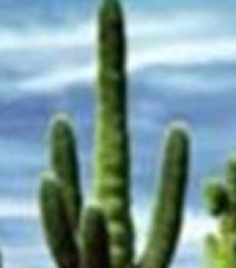 Extrait de hoodia Extrait de hoodia