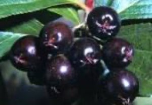 extrait d'aronia