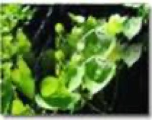 Extrait d'epimedium