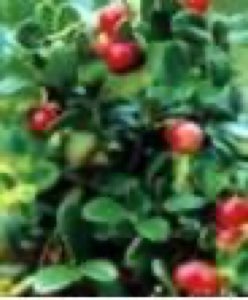 Extrait de raisin d'ours