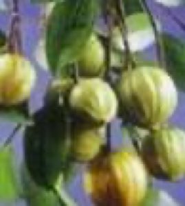Extrait de garcinia 