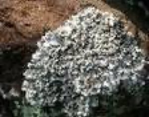 pigment Litmus
