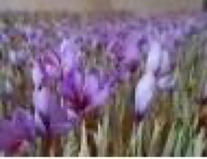 Extrait de crocus