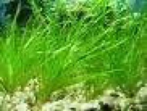 Spirulina Blue Colour