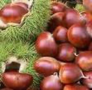 pigment de Marron