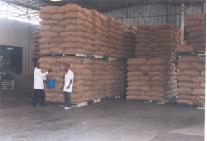 cacao