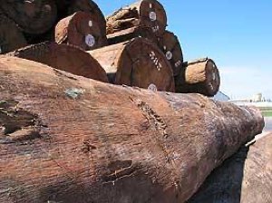 Bois EUCALYPTUS