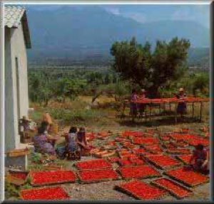 Tomates sechee 