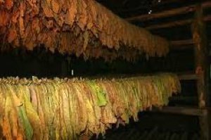 Feuilles de tabac séchées  