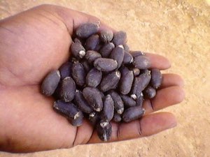 Graines de jatropha 