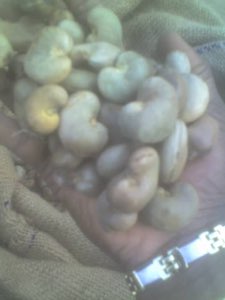 Noix de Cajou