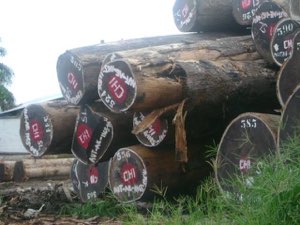 bois tropicaux