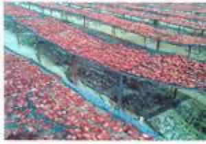 Tomates seches Tomates seches