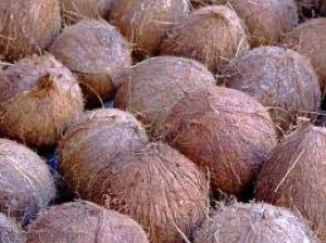 Noix de coco