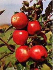 Fertilisant Bio