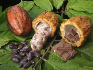 CACAO