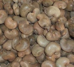  NOIX  D'ACAJOU