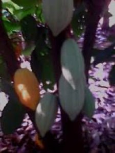 Café-cacao